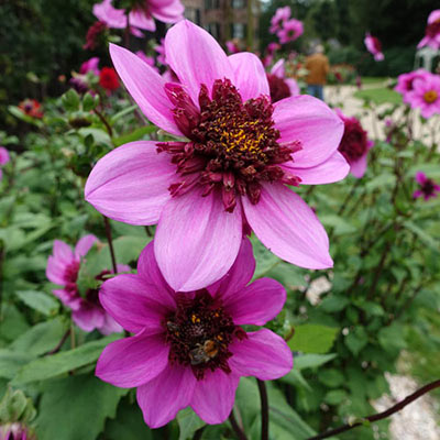 Blue Bayou Powder-Puff Dahlia | K. van Bourgondien Wholesale