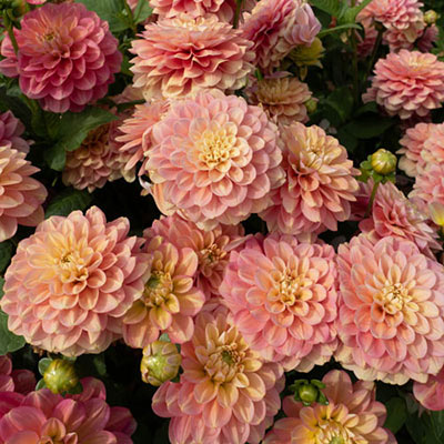 Border Decorative Dahlia Milena Fleur