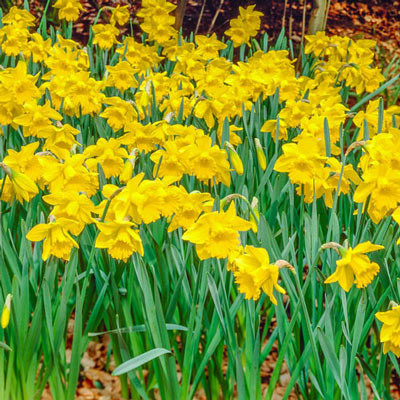 Yellow Naturalizing Daffodils