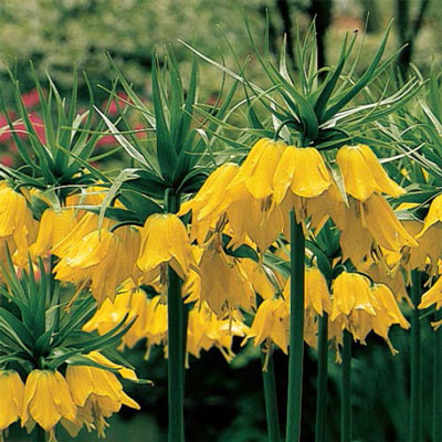 Yellow Crown Imperial  