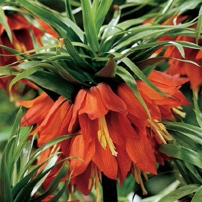 Red Crown Imperial