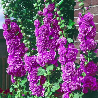 Chater's Violet Double-Flowered Hollyhock