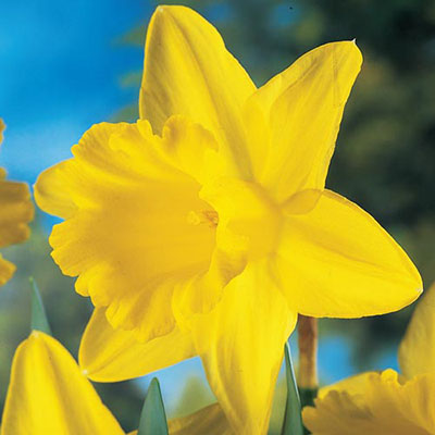 Trumpet Daffodil Improved King Alfred