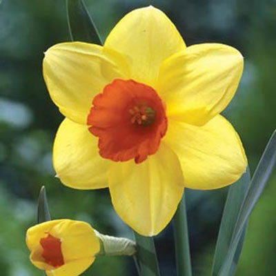 Large Cupped Daffodil Red Devon