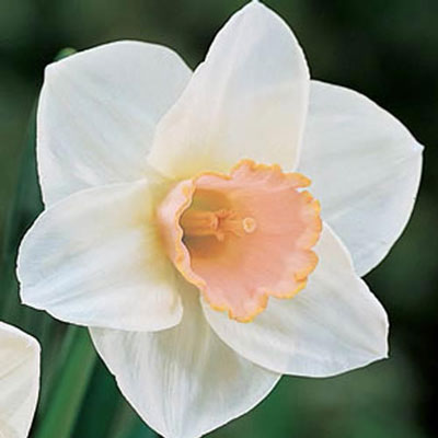 Large Cupped Daffodil Salome
