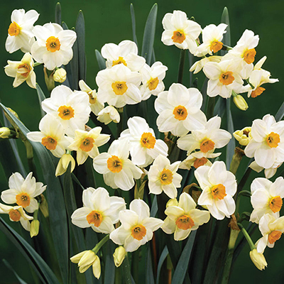 Tazetta Daffodil Geranium