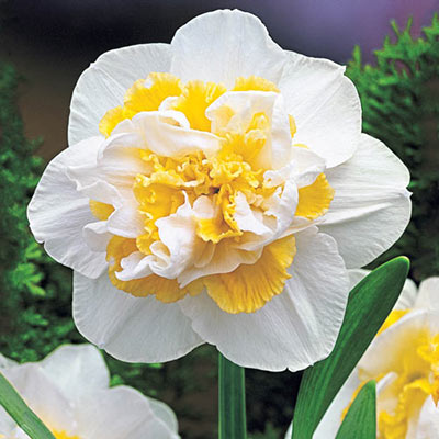 Double Daffodil White Lion