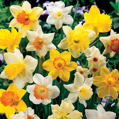 Daffodil Mixed