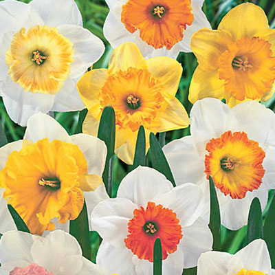 Large Cupped Daffodil Mixed