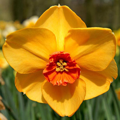Large Cupped Daffodil Ambergate