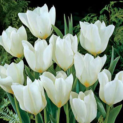 Fosteriana Tulip White Emperor