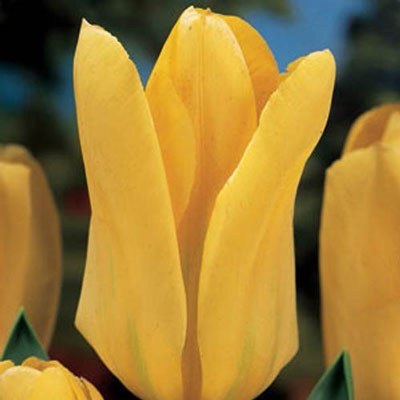 Fosteriana Tulip Yellow Emperor