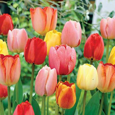 Darwin Hybrid Mixed Mid-Season Blooming Tulips