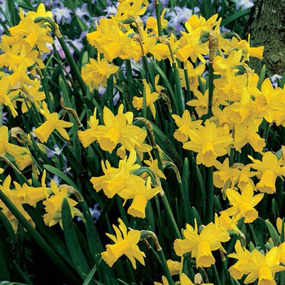 Fragrant Daffodil 'February Gold'