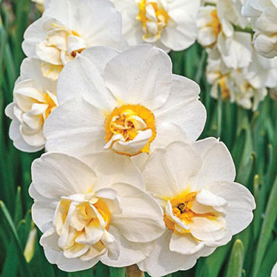 Fragrant Gardenia Daffodil (N. Cheerfulness')