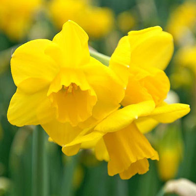 Fragrant Daffodil Jonquil 'Quail'
