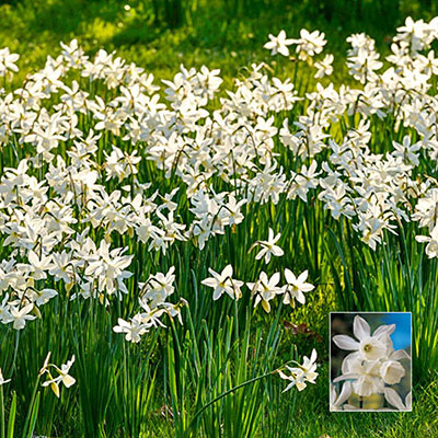 Fragrant Daffodil 'Thalia'
