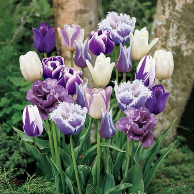 Purple Passion Tulip Blend