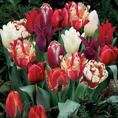 Red Passion Tulip Blend