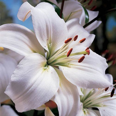 Asiatic Lily Mont Blanc