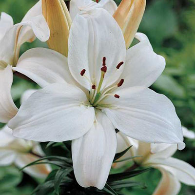 Asiatic Lily Mont Blanc