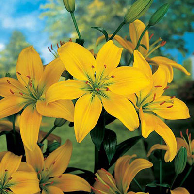 Asiatic Lily Yellow County
