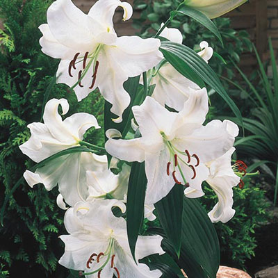 Oriental Lily Casa Blanca