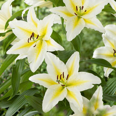 Oriental Lily Venezuela