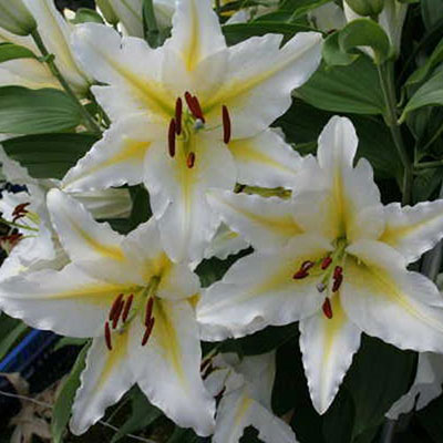 Oriental Lily Venezuela