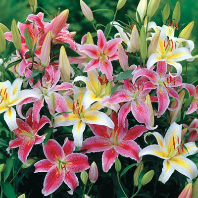Oriental Lily Mixed