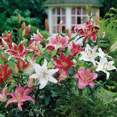 Oriental Lily Mixed