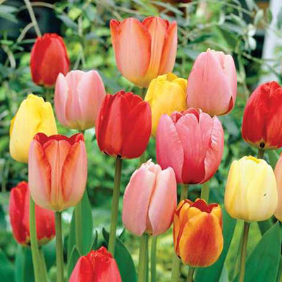Long-Stemmed Perennial Tulip Mix