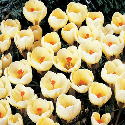 Species Crocus Romance (chrysanthus)