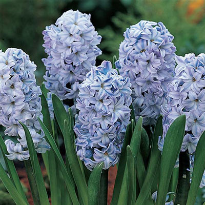 Hyacinth Blue Ice (Sky Jacket)