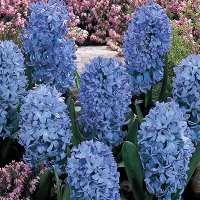 Hyacinth Delft Blue