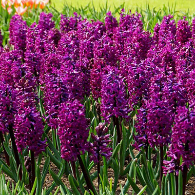 Hyacinth Woodstock 