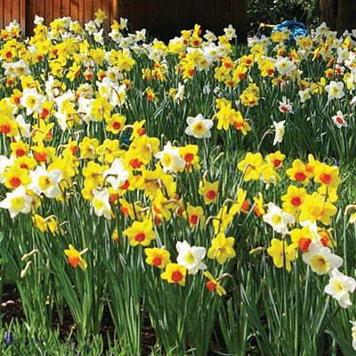 Mixed Daffodils Bushels Without Basket