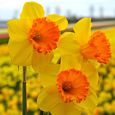 Trumpet Daffodil Orange Progress