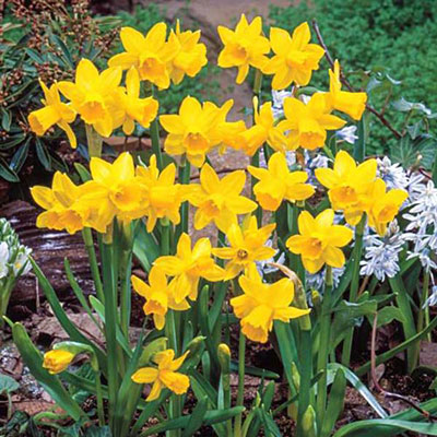 Cyclamineus Daffodil Tete-a-Tete