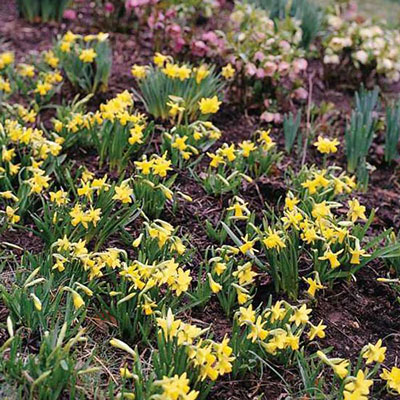 Cyclamineus Daffodil Tete-a-Tete