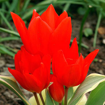 Tulipa praestans 'Unicum'