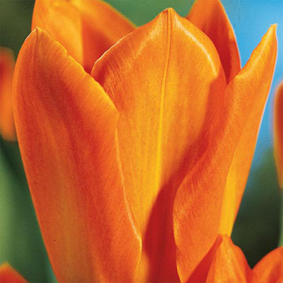 Fosteriana Tulip Orange Emperor