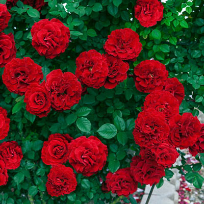 Lady in Red<sup>™</sup> Climbing Rose