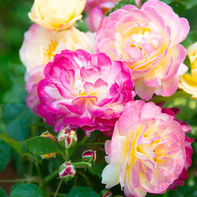 Life of the Party<sup>™</sup>  Floribunda Rose