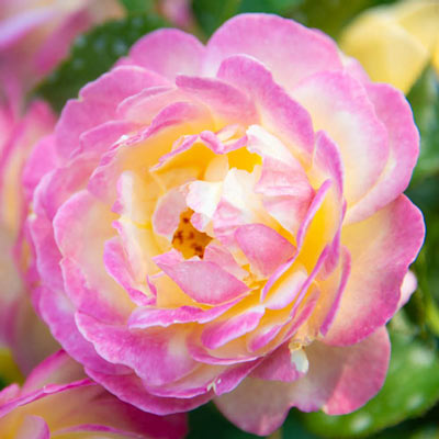 Life of the Party<sup>™</sup>  Floribunda Rose