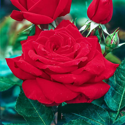 Hybrid Tea Rose Mister Lincoln