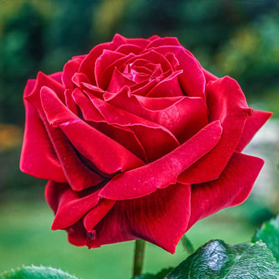 Hybrid Tea Rose Mister Lincoln