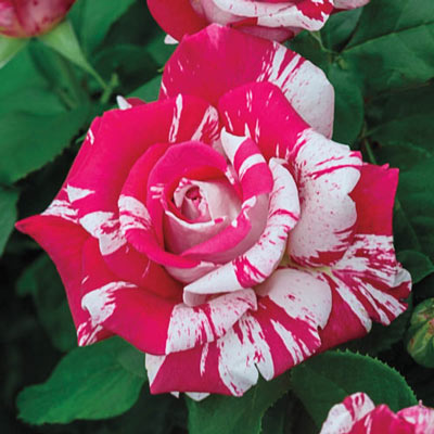 Hybrid Tea Rose Neil Diamond