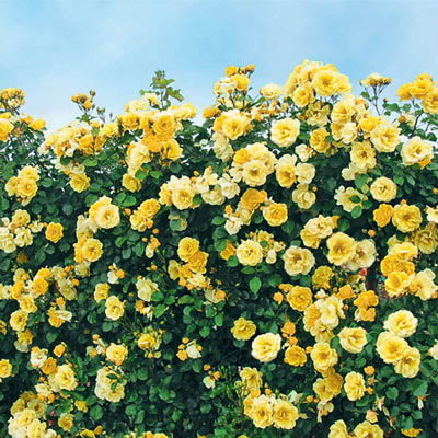 Sky's the Limit<sup>™</sup> Climbing Rose