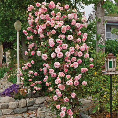 Pearly Gates<sup>™</sup> Climbing Rose 